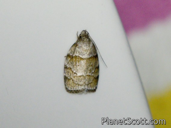 Tortricid Leafroller Moth (Tortricidae sp)