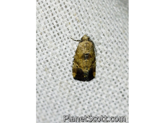 Midget Moth (Elaphria sp)