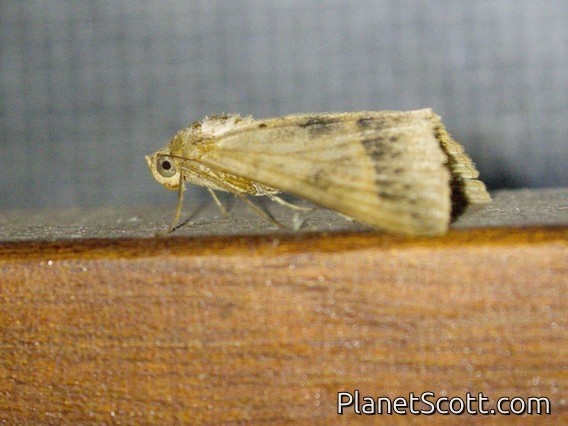 Geometer Moth (Geometridae sp)