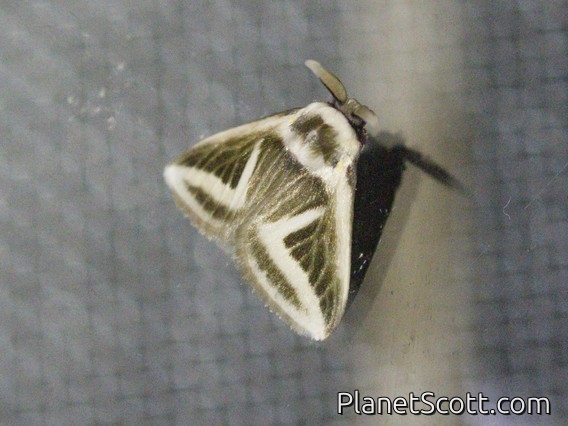 Flannel Moth (Mesoscia anguilinea)
