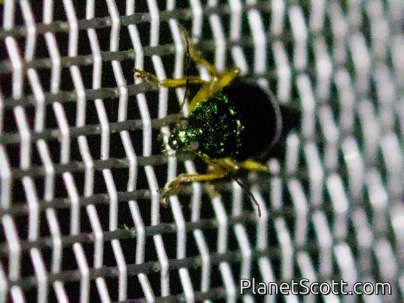 Leaf Beetle (Chrysomelidae sp)