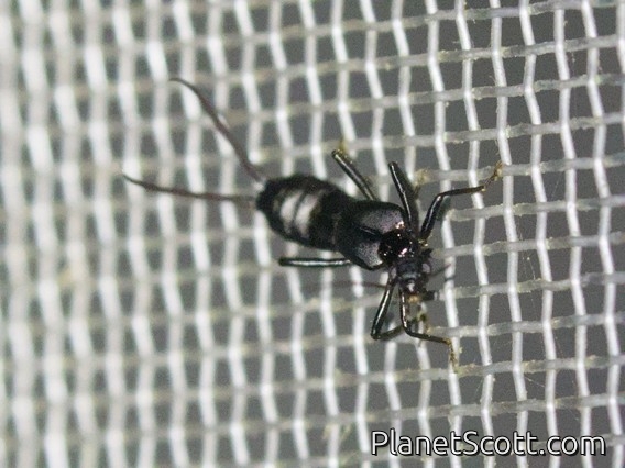 Earwig (Forficulidae sp)