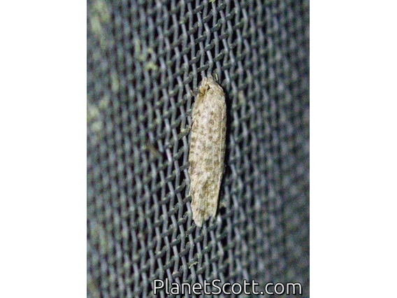 Crambid Snout Moth (Crambidae sp)