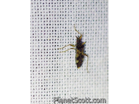Dirt-colored Seed Bug (Rhyparochromidae sp)