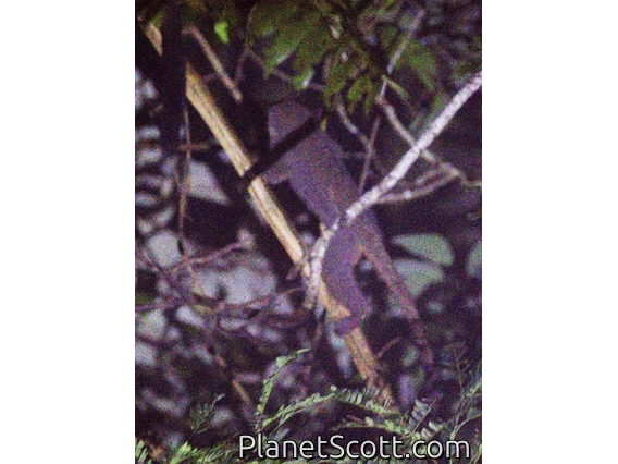 Azara's Night Monkey (Aotus azarae)
