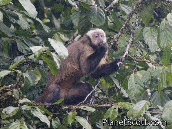 Brown Capuchin (Cebus apella)