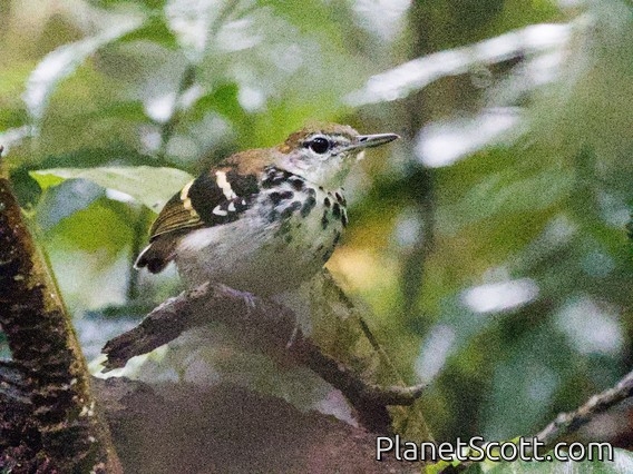 Banded Antbird (Dichrozona cincta)