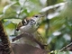 Banded Antbird (Dichrozona cincta)