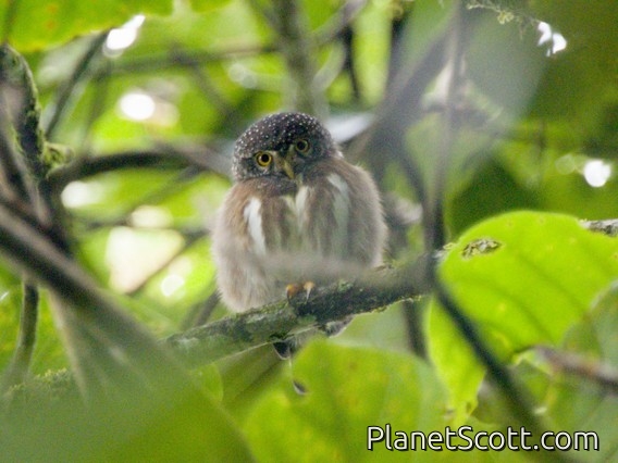 Subtropical Pygmy-Owl (Glaucidium parkeri)