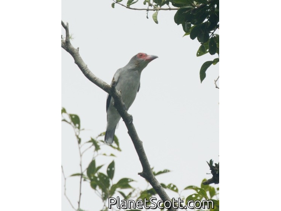 Masked Tityra (Tityra semifasciata)