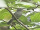 Screaming Piha (Lipaugus vociferans)