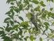 Sharpbill (Oxyruncus cristatus)