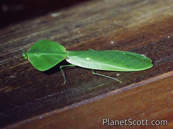 Shield Mantis (Choeradodis stalii)