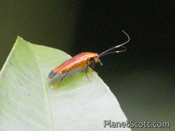 Wood Cockroach (Pseudomops sp)