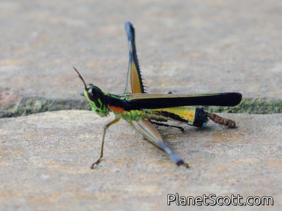 Monkey Grasshopper (Paramastax nigra)