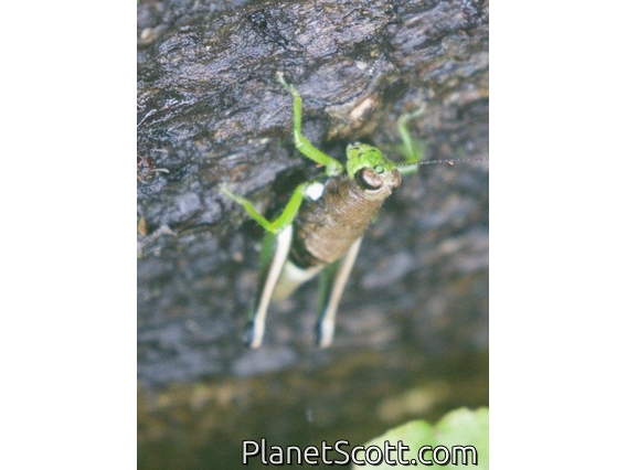 Bolivian Grasshopper (Psiloscirtus bolivianus)