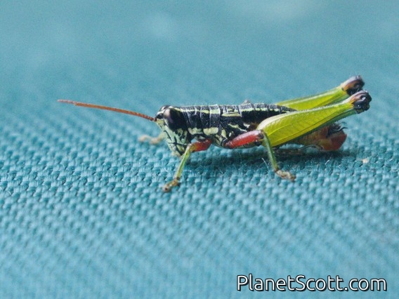 Short-horned Grasshopper (Eusitalces rubripes)