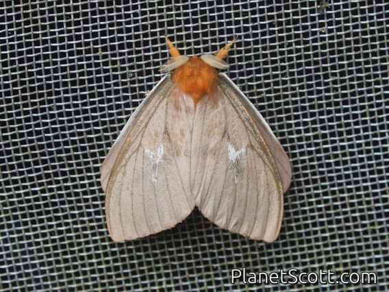 Buck Moth (Cerodirphia siriae)
