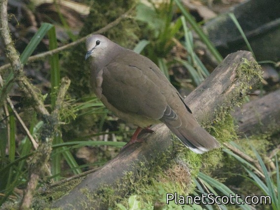 Large-tailed Dove (Leptotila megalura)