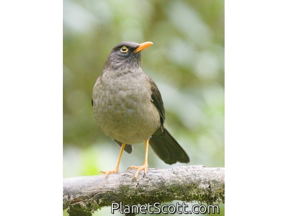 Great Thrush (Turdus fuscater)