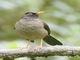 Great Thrush (Turdus fuscater)