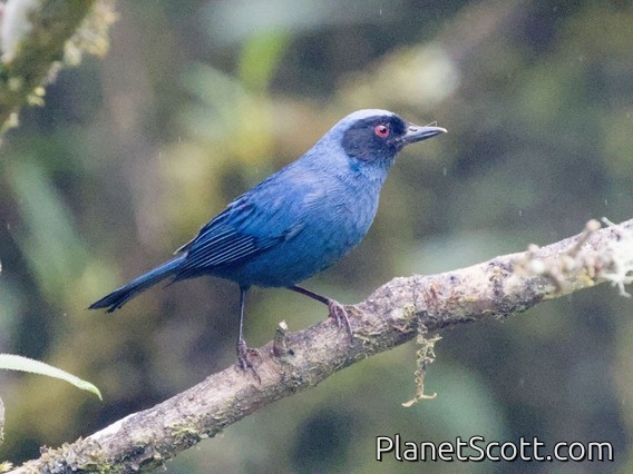 Masked Flowerpiercer (Diglossa cyanea)