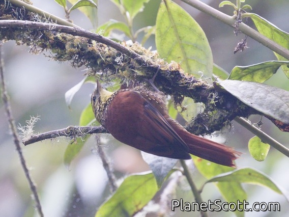 Pearled Treerunner (Margarornis squamiger)