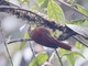 Pearled Treerunner (Margarornis squamiger)