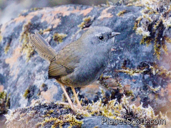 Puna Tapaculo (Scytalopus simonsi)