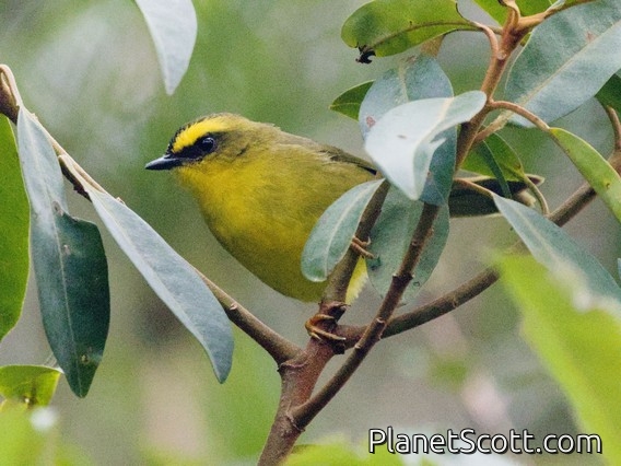 Pale-legged Warbler (Myiothlypis signata)