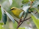 Citrine Warbler (Myiothlypis luteoviridis)