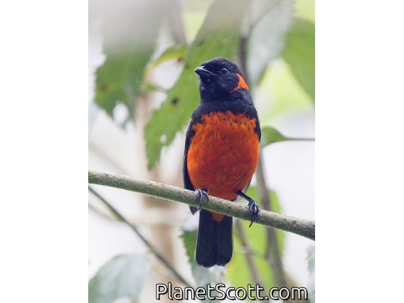 Scarlet-bellied Mountain Tanager (Anisognathus igniventris)