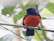 Scarlet-bellied Mountain Tanager (Anisognathus igniventris)