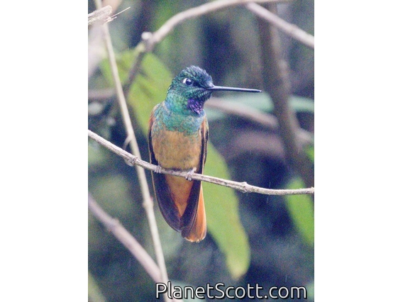 Violet-throated Starfrontlet (Coeligena violifer)
