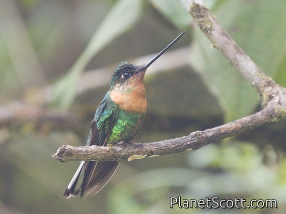 Gould's Inca (Coeligena inca)
