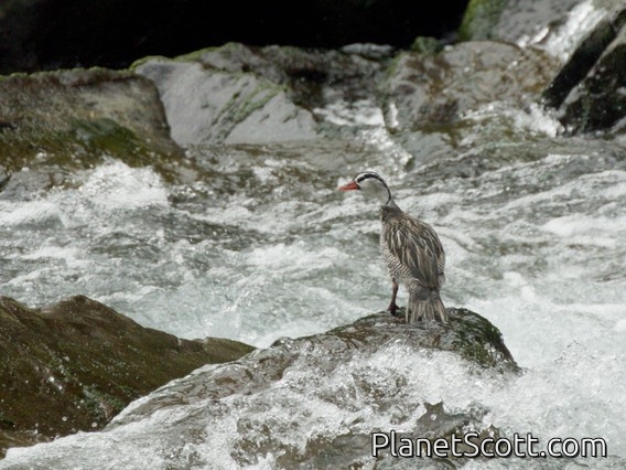 Torrent Duck (Merganetta armata)