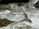 Torrent Duck (Merganetta armata)