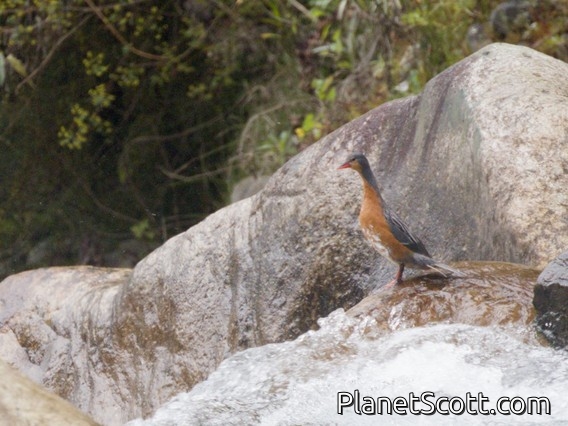 Torrent Duck (Merganetta armata)