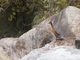 Torrent Duck (Merganetta armata)