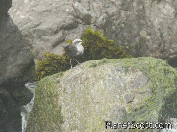 White-capped Dipper (Cinclus leucocephalus)