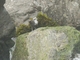 White-capped Dipper (Cinclus leucocephalus)