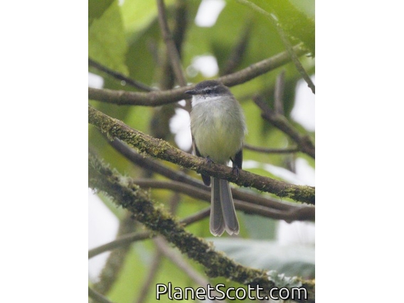 White-throated Tyrannulet (Mecocerculus leucophrys)