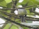 White-throated Tyrannulet (Mecocerculus leucophrys)