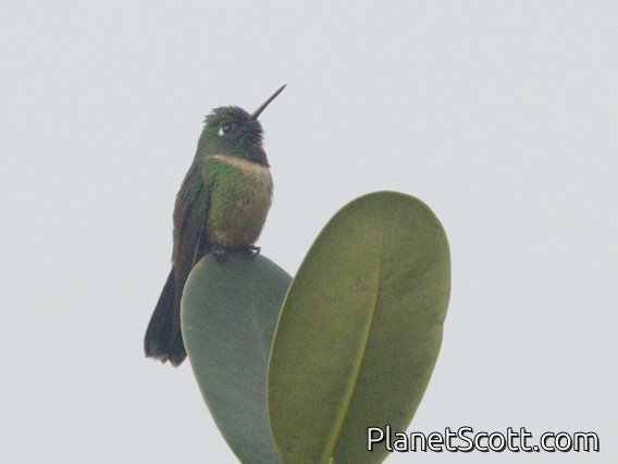 Amethyst-throated Sunangel (Heliangelus amethysticollis)