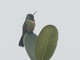 Amethyst-throated Sunangel (Heliangelus amethysticollis)
