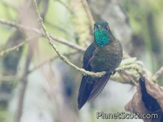 Tyrian Metaltail (Metallura tyrianthina)