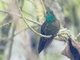 Tyrian Metaltail (Metallura tyrianthina)
