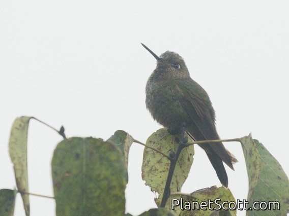 Scaled Metaltail (Metallura aeneocauda)