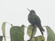 Scaled Metaltail (Metallura aeneocauda)