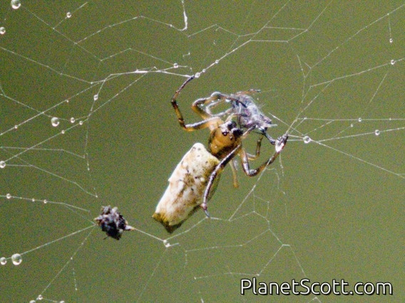 Orbweaver Spider (Micrathena agriliformis)